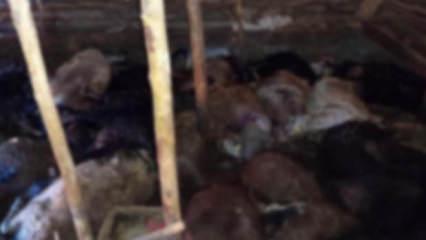 Elazığ'da korkunç olay! Ağıla yıldırım düştü, 45 hayvan telef oldu