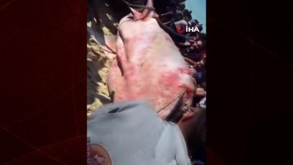 Gazze'de yaklaşık 10 metre ve 2 ton ağırlığındaki dev balık kaya vurdu