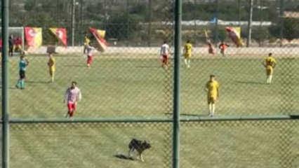 Isparta'da köpek sahaya girince maç durdu