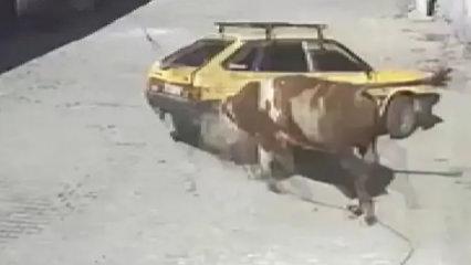 Kızgın boğa, hıncını otomobilden çıkardı: Boynuzlayıp sürükledi