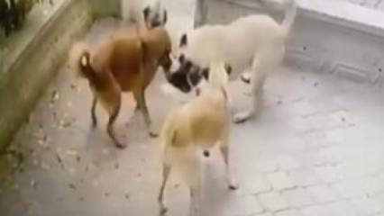 Köpek sürüsü kediye saldırdı! O anlar kamerada
