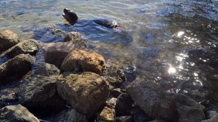 Yaralı halde kıyıya vurdu! Çok nadir görülüyor 