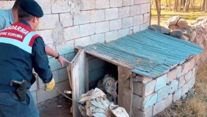 Yer: Van! Zincire vurulan kurt kurtarıldı