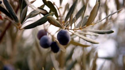 Zeytin rekoltesinde düşüş bekleniyor! ATB başkanı duyurdu