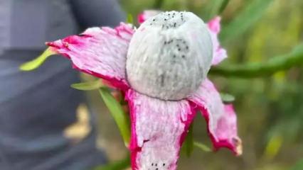 3 yıl önce üretime başladı! Kilosu 180 lira