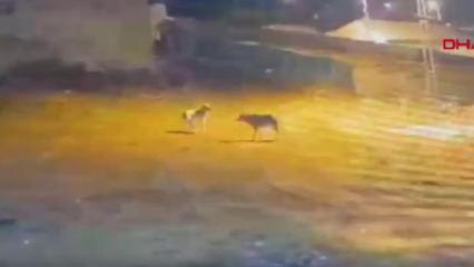 Çoban köpeği 4 kurda tek başına karşı koydu! O anlar kamerada