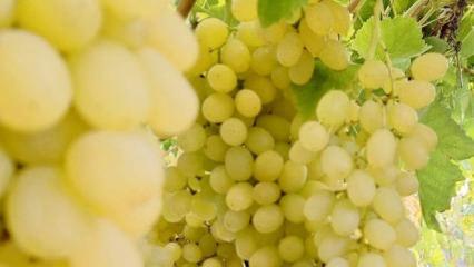 Ekim ayı bitiyor, üzüm bitmiyor