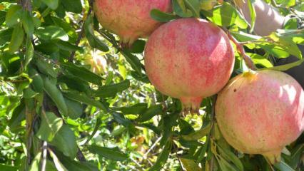 Geleneksel yöntemlerle katkısız üretip kilosunu 600 liradan satıyorlar