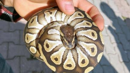 Gören gözlerine inanamadı! Cebinden piton çıktı