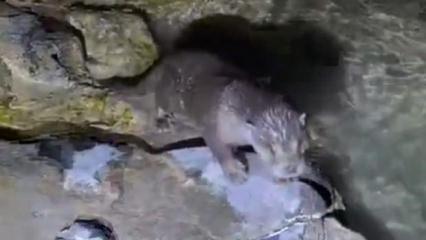 Halfeti'de su samuru s&uuml;rprizi