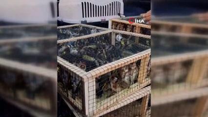 Hatay'da yüzlerce saka kuşu ele geçirildi