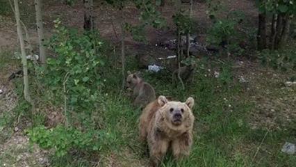 İlk defa drone gören ayının o anlar güldürdü