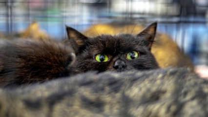 İspanya'da cadılar bayramı öncesi ilginç yasak! 