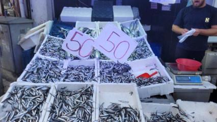 Karadeniz hamsisi tezgahları doldurdu: Kilosu 50 lira