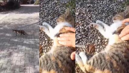 Kediyi kalp masajı ile hayata döndürdü