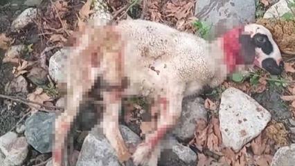 Manisa’da köpekler sürüye saldırdı: 3 koyun telef oldu