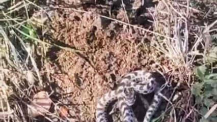 Mantar ararken engerek yılanına denk gelen adam şoka uğradı!