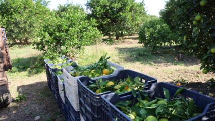 Mevsimin en ucuz meyvesi; fiyatı 8 TL'ye düştü