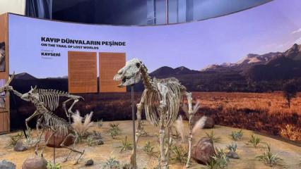 Milyonlarca yıllık fosillerin eksik uzuvları tamamlanıyor: Yakında müzede sergilenecek