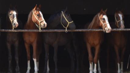 Milyonluk taylar görücüye çıkıyor!