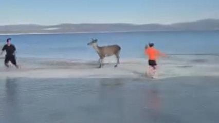 Salda Gölü'ne inen kızıl geyik vatandaşları kovaladı! O anlar kamerada