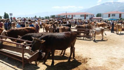 Refahiye’ye bağlı 34 köyde şap karantinası