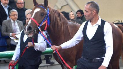 Tüm zamanların rekoru kırıldı! Arap tayı 10 milyon 500 bin liraya alıcı buldu