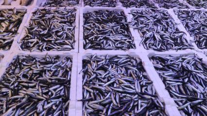 Rize'de balık tezgahlarında hamsi bolluğu yaşanıyor