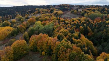 Sinop’ta renk geçişleri: Sonbahar kendini gösterdi!