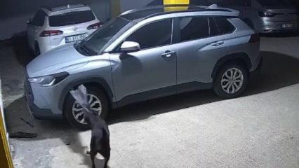 Trabzon’da 3 köpek, SUV marka aracı parçaladı
