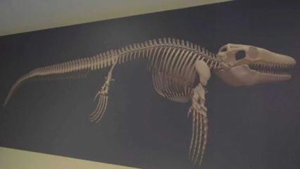 Türkiye’de ortaya çıktı: 65 milyon yıllık deniz dinozoru