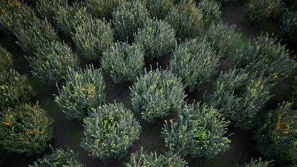 Çiftçinin bir yıllık emeği çöp oldu! 10 dönüm tarlada 2 kasa ürün çıktı