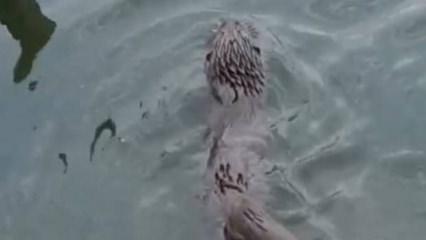  Küçükçekmece'de su samuru görüntülendi