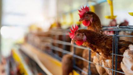 Almanya'dan artan vakalara yeni önlem: Uymayana 30 bin avro ceza!