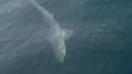 Bursa'da balık&ccedil;ıların oltasına k&ouml;pek balığı takıldı! 