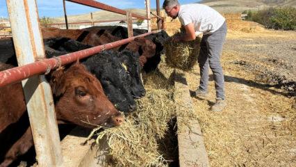 Bakanlık desteğiyle başlamıştı: Hedefi 150 baş hayvan!