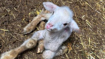 Besicinin belini büken hastalık: 4 günde 400 bin TL zarar etti!