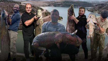 Boyları kadar yayın balığı yakalıyorlar! Bir değil, iki değil...