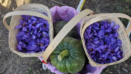 Çorum'da Safran Hasat Şenliği yapıldı