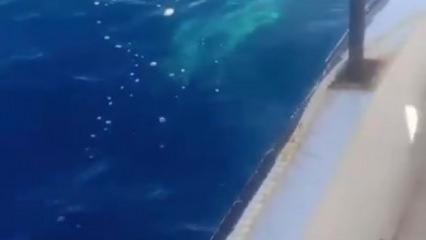 Dev köpekbalığını gören balıkçıdan bomba tepki