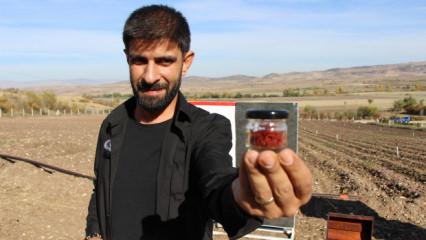  Dünyanın en pahalı baharatı! "Kırmızı altının" 1 gramı 500 TL'den satılıyor 