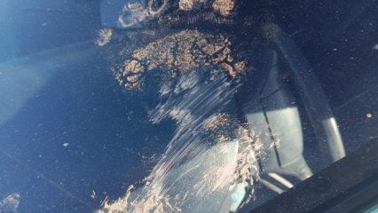 Gümüşhane'de ayı saldırısı!