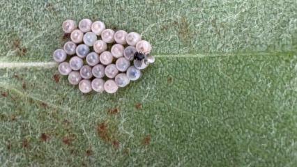 Gürcistan üzerinden Türkiye’ye geldi! İstanbullunun son kabusu oldu, hızla yayılıyor