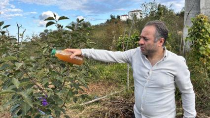 Kahverengi kokarca zararlısına karşı doğal çözüm