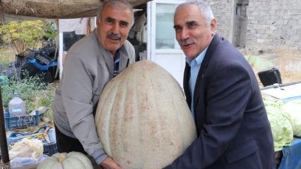 Devasa kabağın kilosunu öğrenince sevinçten havalara uçtu