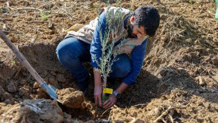 İHH’dan 3 ildeki çiftçilere 25 bin fidan desteği