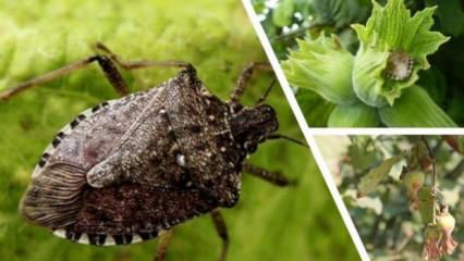 Kahverengi kokarca için 7 bin sülün doğaya salındı!