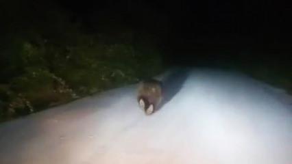 Karabük'te yolda koşan ayı kamerada