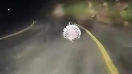 Menteşe’de oklu kirpiler kamerada