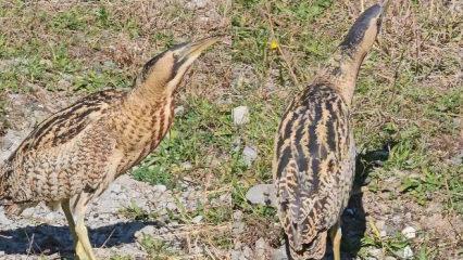 Nesli tükenme tehlikesi altında olan Güney Amerika balabanı Artvin'de görüldü